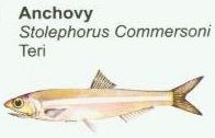 anchovy1