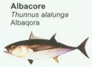 albacore3