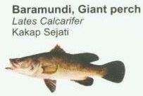 baramundi-giant-perch1