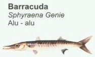 barracuda1