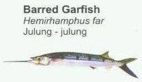 barred-garfish1