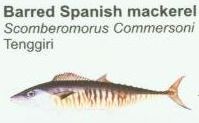barred-spanish-mackerel1