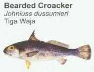 bearded-croacker1