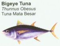 bigeye-tuna1
