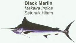 black-marlin1