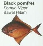 black-pomfret2
