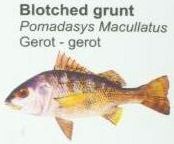 blotched-grunt1
