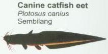canine-catfish-eet