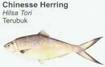 chinesse-herring