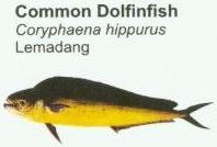 common-dolfinfish