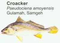 croacker