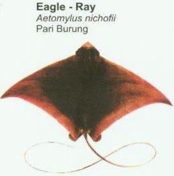 eagle-ray