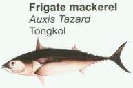 frigate-mackerel