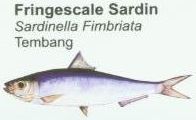 fringescale-sardin