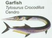 garfish