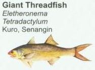 giant-threadfish