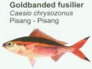 goldbanded-fusilier
