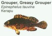 grouper-greasy-grouper