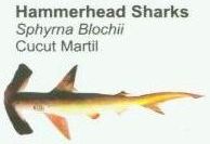 hammerhead-sharks