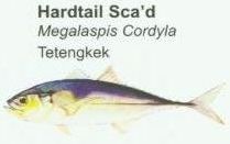 hardtail-scad
