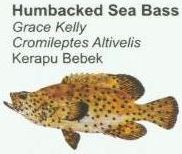 humbacked-sea-bass
