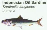 indonesian-oil-sardine