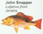 john-snapper
