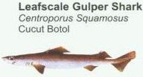 leafscale-gulper-shark