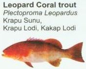 leopard-coral-trout