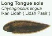 long-tongue-sole