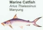 marine-catfish