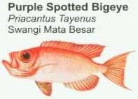 purple-spotted-bigeye