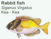 rabbit-fish