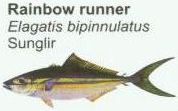 rainbow-runner