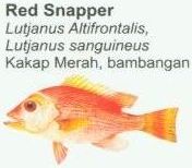 red-snapper