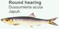 round-hearing