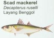 scad-mackerel