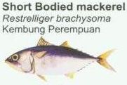 short-bodied-mackerel