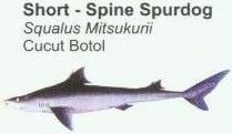 short-spine-spurdog