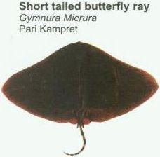 short-tailed-butterfly-ray