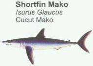 shortfin-mako