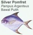 silver-pomfret