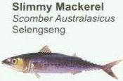 slimmy-mackerel