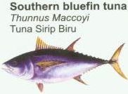 southern-bluefin-tuna