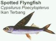 spotted-flyngfish