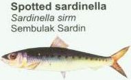 spotted-sardinella