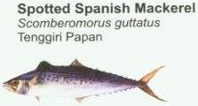spotted-spanish-mackerel