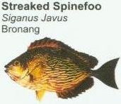 streaked-spinefoo