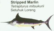 stripped-marlin