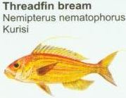 threadfin-bream